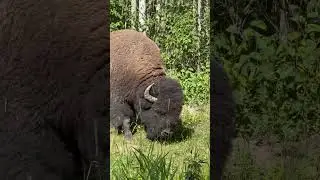 #shorts