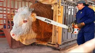 Revolutionary Smart Farming Advanced Tech for Cattle Care & Nutrition