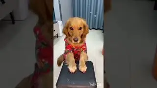 So cuties ❤️#cuties #sweet #cat #dog #cutedog #cutecat #youtube #video #youtuber #animals #dost