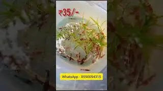 Offer offer offer #shrimp #guppyvalarthalmalayalam #guppy