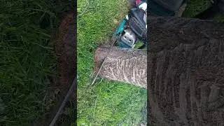 Doborare Cireș Makita 6401/ Dead Cherry Tree felling