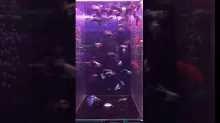 Гуппи северное сияние