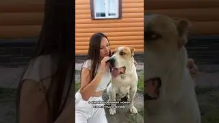 ВСЕГО 1 НЕПРАВИЛЬНОЕ ДЕЙСТВИЕ ПИТОМНИКА, которое чуть не оставило АЛАБАЯ ГЛУХИМ История алабая #dog