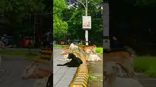 two kids fighting on the street