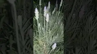 Lavender Field 