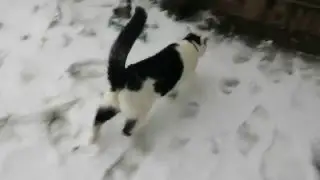 CatintheSnow