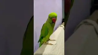 mami ak glass pani dido//#youtubeshorts #shorts #parrot #indianparrots
