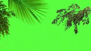 assorted leaves green screen effect
