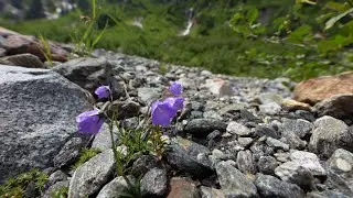 Pflanzen am wilden Wasser