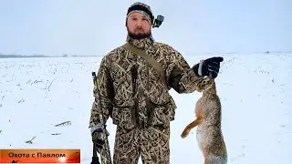 Охота на зайца с курцхааром. Трудовой заяц добыт.