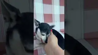 Комочек шерсти