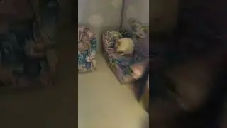 у хомы дома 🐹♥️🏡
