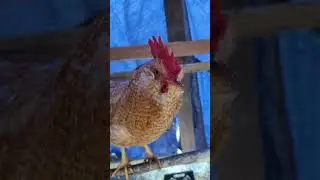 Mr. Blonde and The Barred Rock Sitting On Their Perch