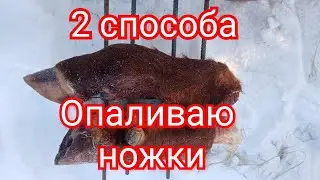 ✔️How to sear beef shanks? 2 methods! First attempt.