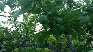 Слива Озарк Премьєр, нормування врожаю(перше)....