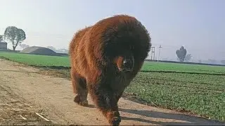 Tibetan mastiff for sale | slow mo | +919417730301 | hkktm