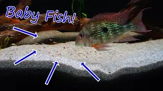 How To Breed Geophagus Part 2. We Have Babies!