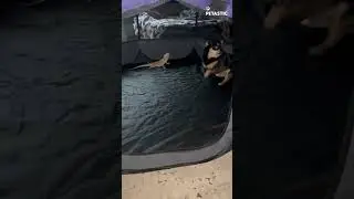 protective chihuahua Protecting her dragon BFF's side || PETASTIC 🐾