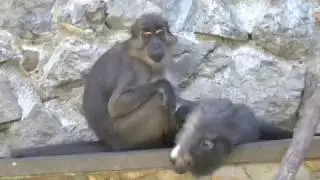 Зоопарк "Сказка"