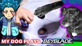 Beyblade Burst Battle Against MY DOG