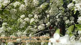 +375292292288 Зубачи май 2020! С днем победы!
