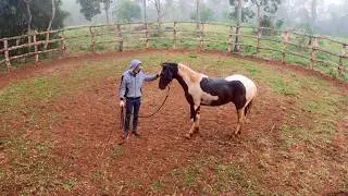 Training A WILD HORSE In EXTREME Weather! | Taming a Wild Horse [EP8]