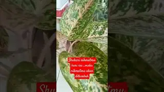 AGLONEMA..HANYA TUMBUH TIGA BATANG TAPI SUBUR BANGET#aglonema #taman