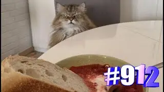 Без кота и жизнь не та приколы 💞😻
