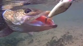 How to fish pike with jerkbait -Salmo Slider-