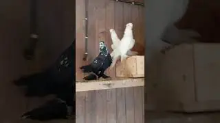 санкт-петербург