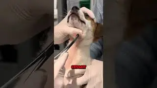 This dog experienced an incredible event 🐶😱