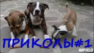 ПРИКОЛЫ С ЖИВОТНЫМИ 2020 ! Приколы с животными Смешные животные JOKES WITH ANIMALS