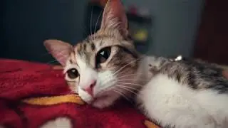 El pana Miguel  🐱 🐈‍⬛