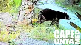 Trail Camera 1: Large Black Bear