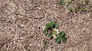 Starting the Garden for 2020
