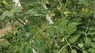 Опадают  ЗАВЯЗИ на томатах в теплице. Что делать.