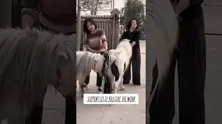 Horse mating for breeding||horse breeding program