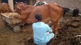 cow milking by hand in pakistan | بقر، حلب، بجانب، أعطى، إلى داخل، باكيستان | Top Milking Videos