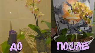 Классная идея для пересадки орхидей. Подойдёт для любого интерьера