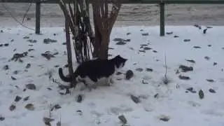Толерантность