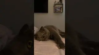 🍂УЖ НЕБО ОСЕНЬЮ ДЫШАЛО… #кошки #cat