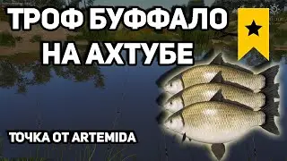АХТУБА | ТРОФЕЙНЫЙ БУФФАЛО