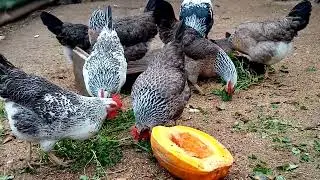 КОТЛЯРЕВСКАЯ ПОРОДА КУР, КРАСИВАЯ КУРОЧКА С ХОРОШЕЙ ЯЙЦЕНОСКОСТЬЮ!!!