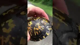 Moving a shrieking box turtle across the road #nature
