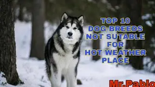 Top 10 Dog Breeds Which are not Sutable for Hot weather places || Mr.pablo || Top 10 Northern Dog ||