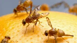 Mosquitinhos na fruteira NUNCA MAIS