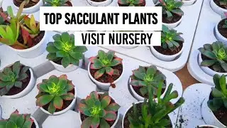 Visit nursery plants || best sacculant & cactus plants || indore plants #plants