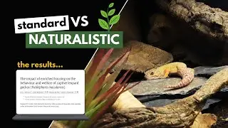 NEW Leopard Gecko Study REVEALS Surprising Findings | Enrichment & Enclosures