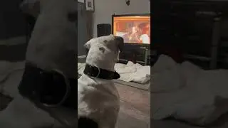 Big Dog watching TV