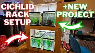 10 Gallon Rack For Cichlids? UPDATES +New Project For 2024!